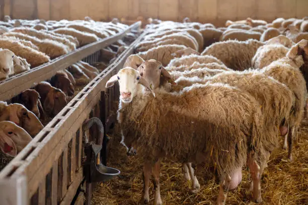 A large group of sheep in a pen.