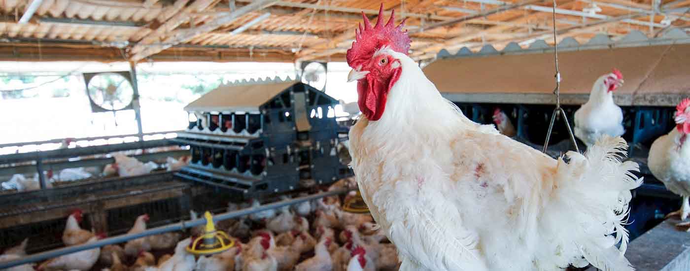 A healthy, white rooster stands proudly in a clean poultry barn.