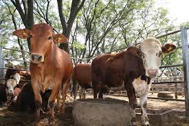 Two brown and white cows stand in a clean, outdoor pen.